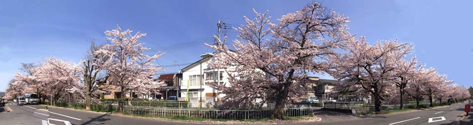 マンション前の桜並木